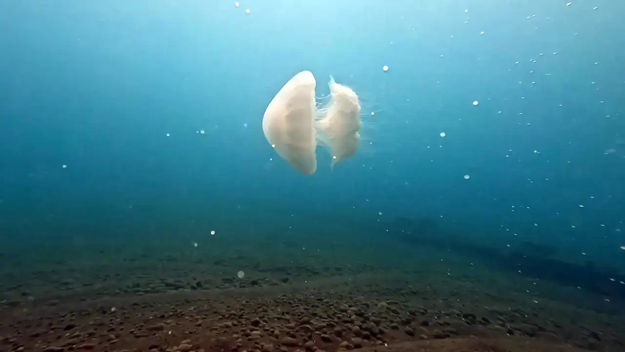 Akdeniz'in Devleri Antalya Körfezi'ni Kuşattı 8